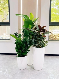 江北盆景租摆专业