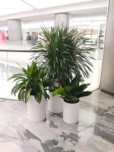 前湾植物出租价格实惠